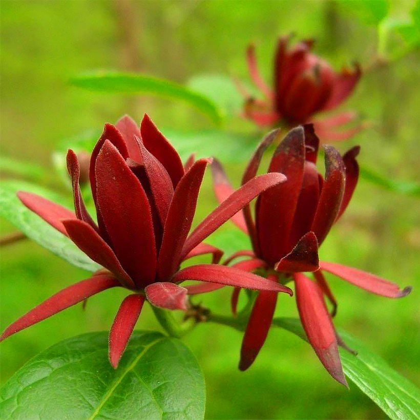 Kielichowce - Calycanthus