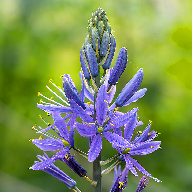 Kamasje - Camassia