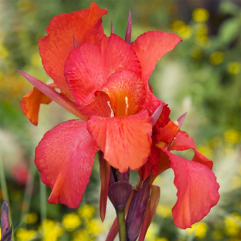 Kanny - Canna