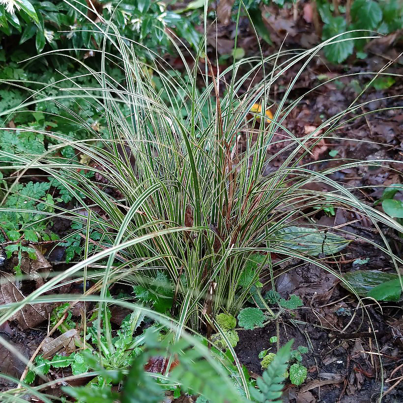 Turzyce - Carex