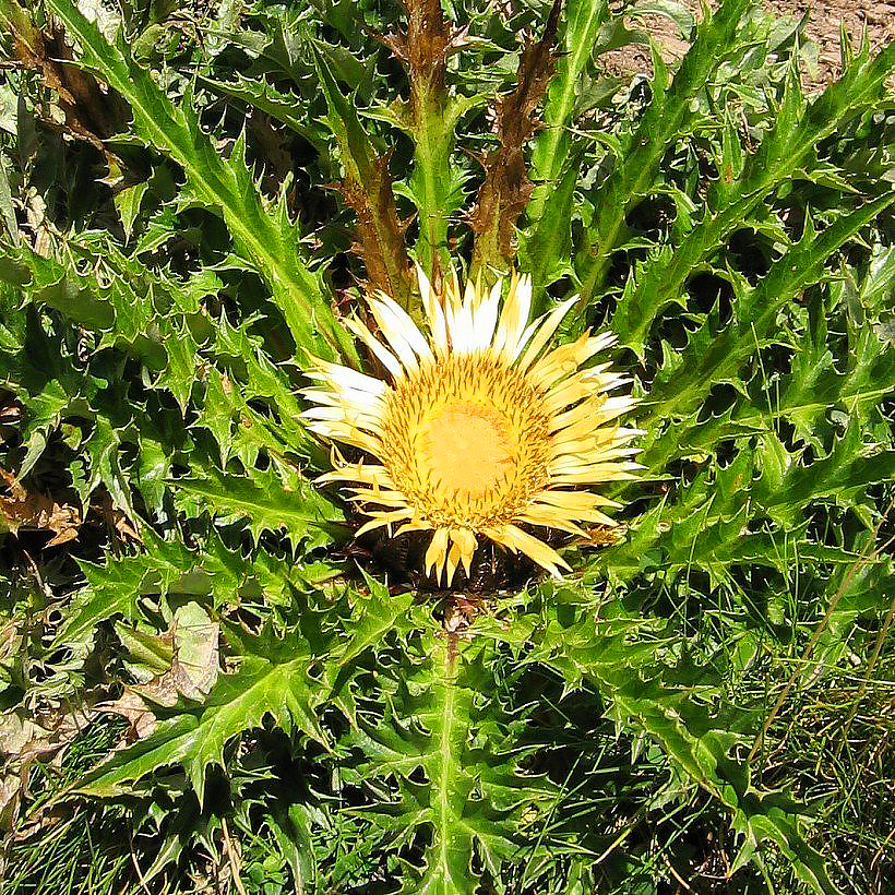 Dziewięćsił - Carlina