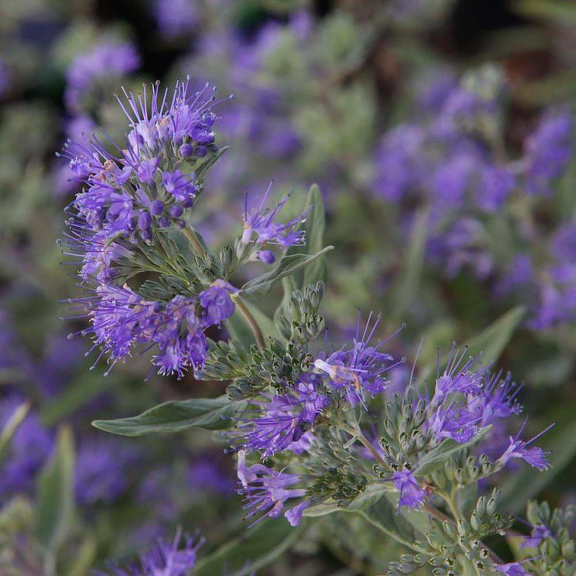 Barbule - Caryopteris