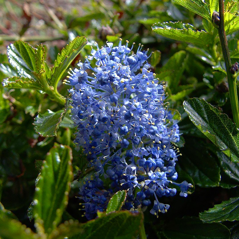Pruszniki - Ceanothus