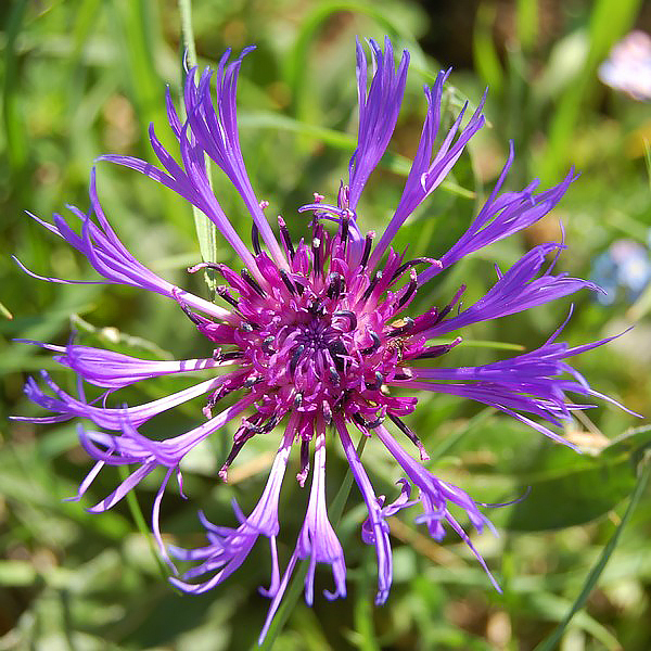 Chabry - Centaurea
