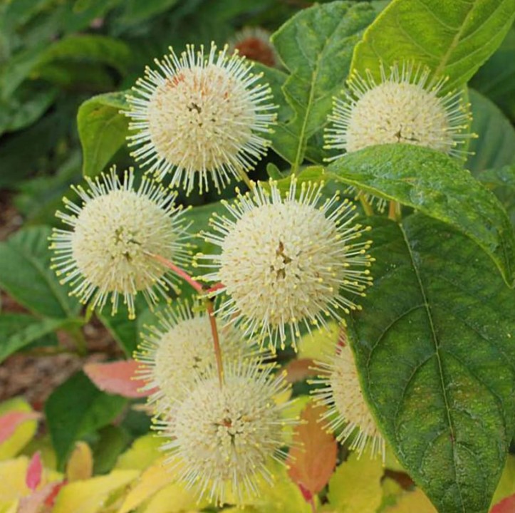 Guzikowce - Cephalanthus