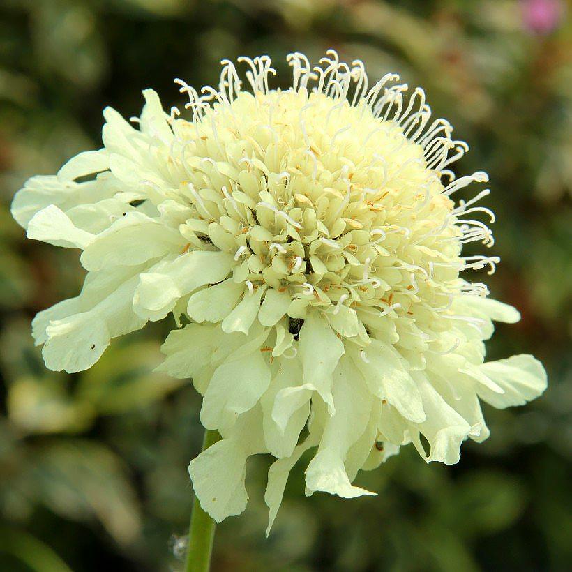 Głowaczki - Cephalaria