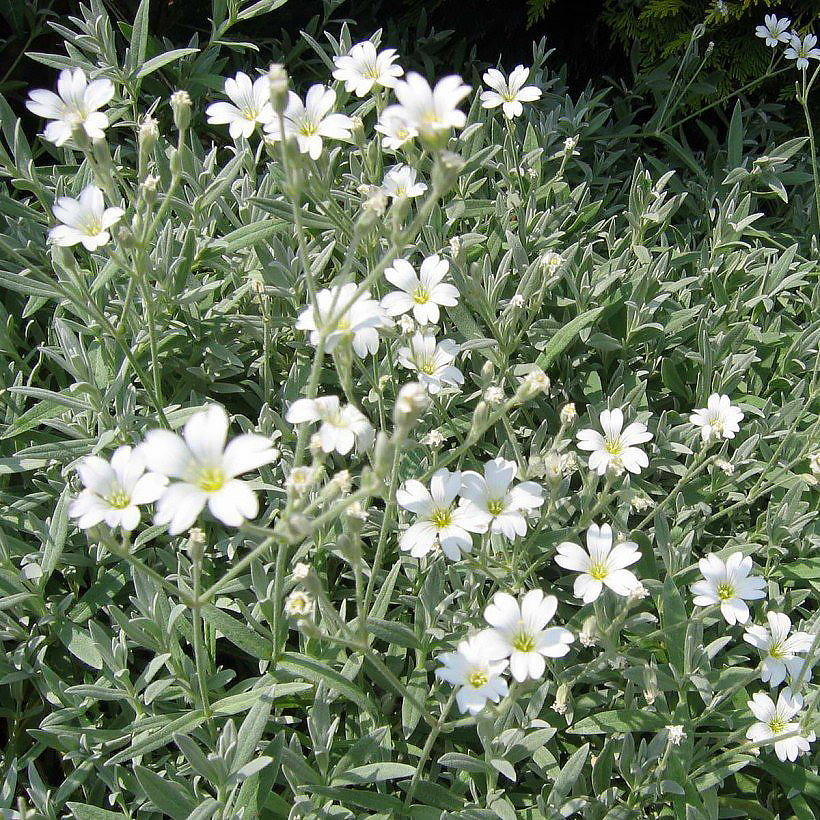 Rogownice - Cerastium
