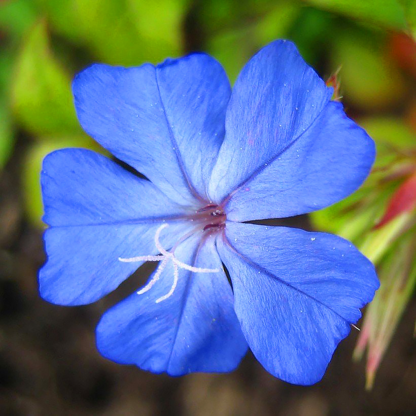 Zawciągowce - Ceratostigma