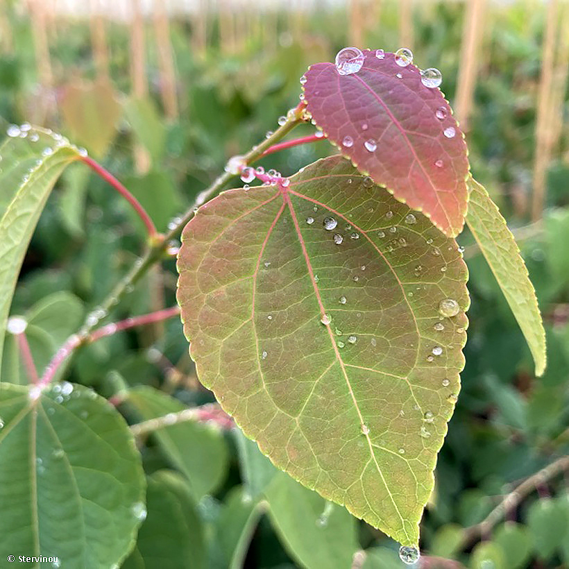 Grujeczniki - Cercidiphyllum