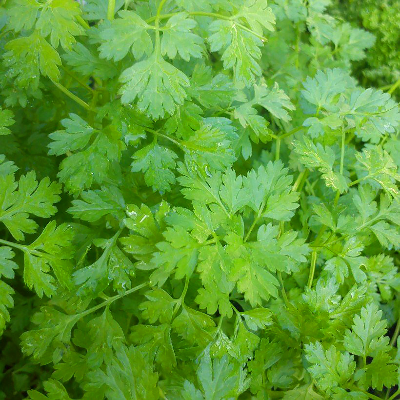 Trybule ogrodowe