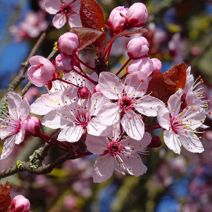 Wiśnie ozdobne - Prunus