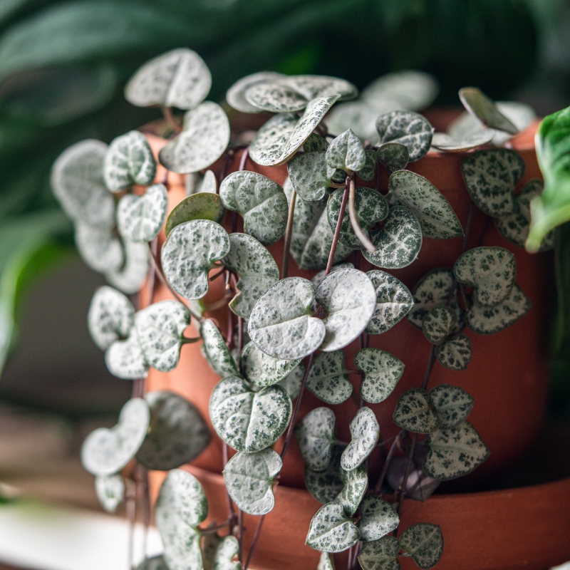 Ceropegie - Ceropegia
