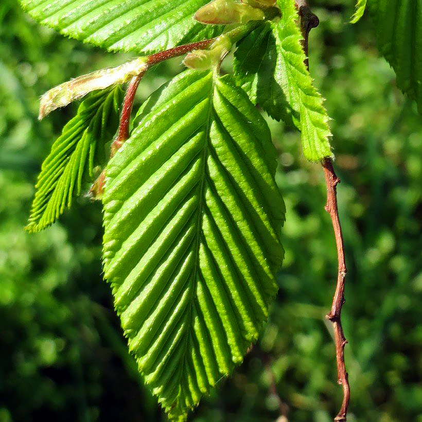 Graby - Carpinus