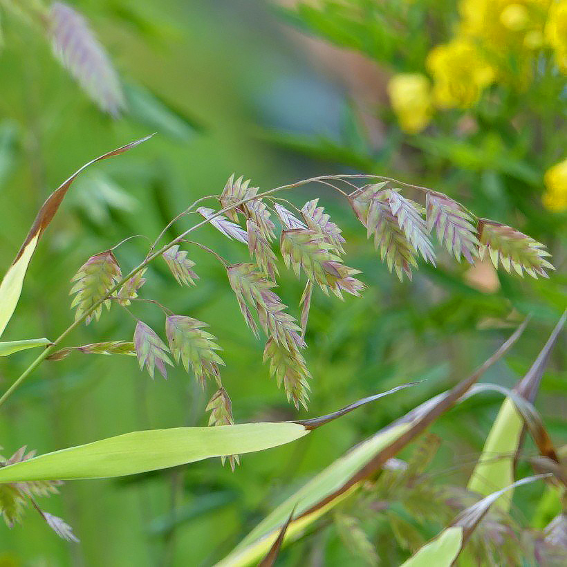 Obiedki - Chasmanthium