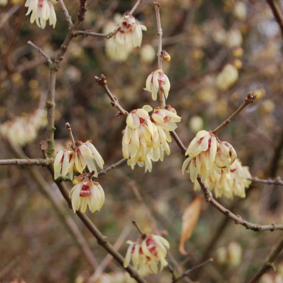 Zimokwiaty - Chimonanthus