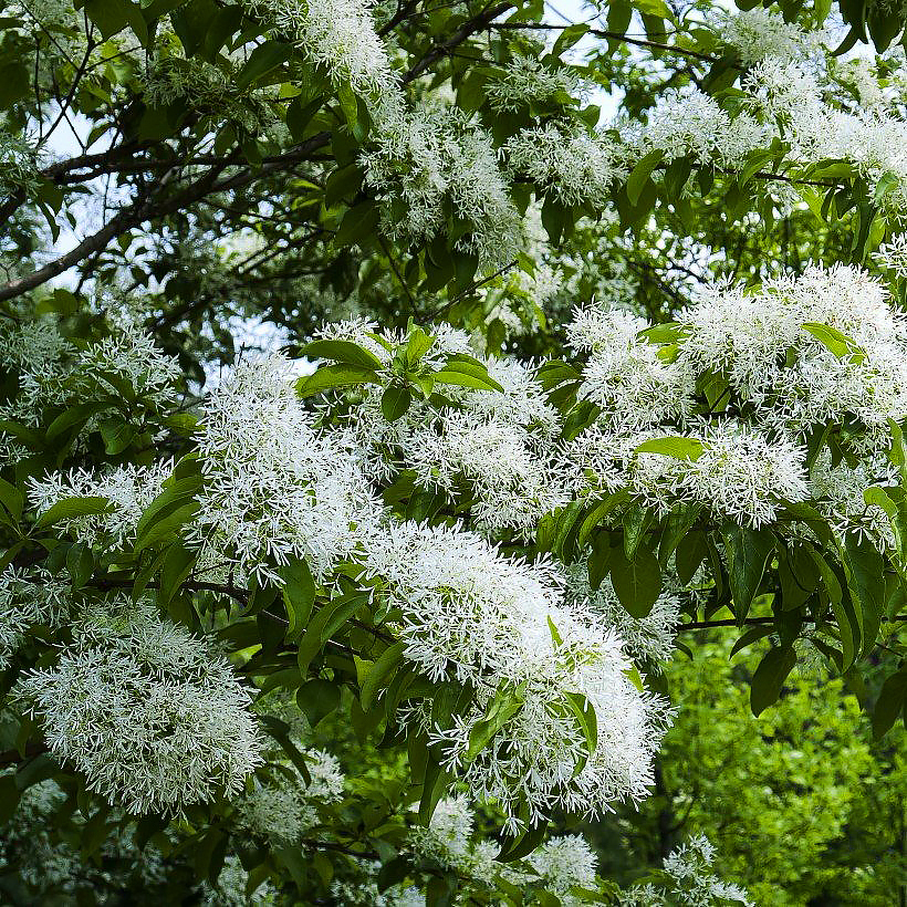 Śniegowce - Chionanthus