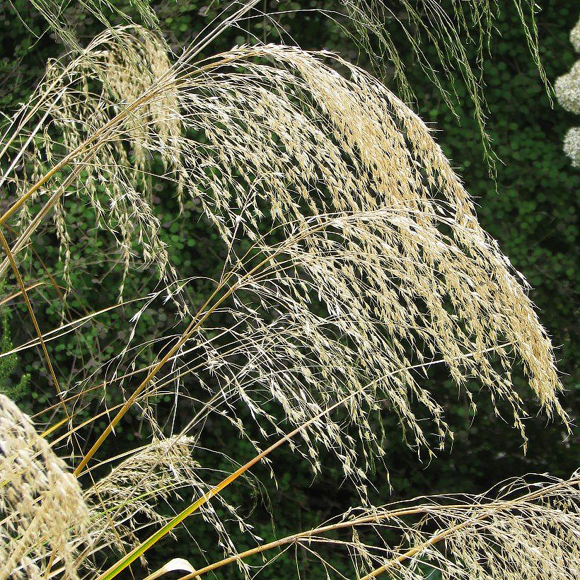Chionokloe - Chionochloa