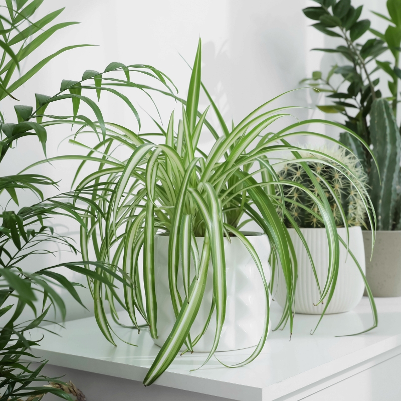 Zielistki - Chlorophytum