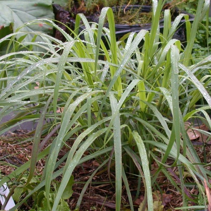 Trawy cytrynowe i ine rośliny o cytynowym aromacie