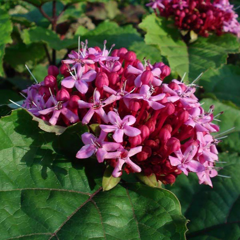 Szczęśliny - Clerodendrum