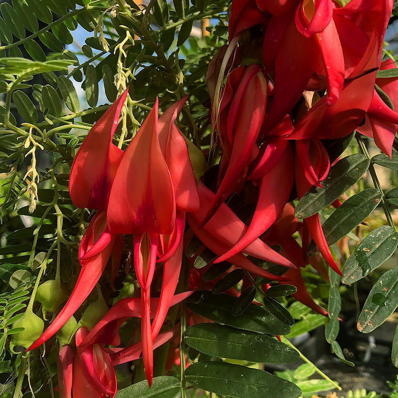 Kliantusy - Clianthus