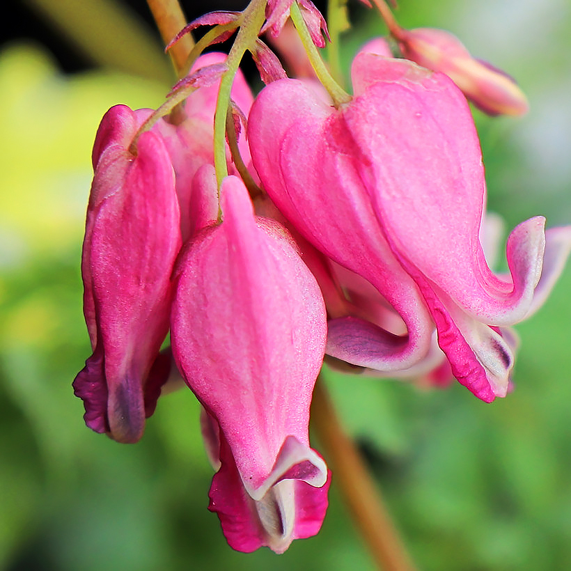 Serduszka okazałe - Dicentra