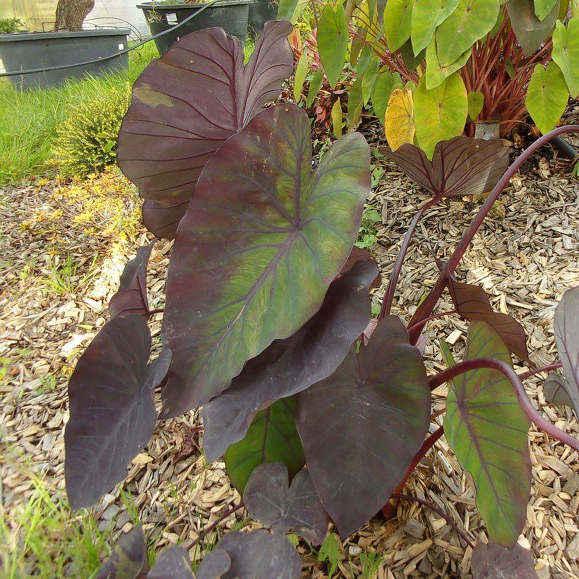 Kolokazje - Colocasia