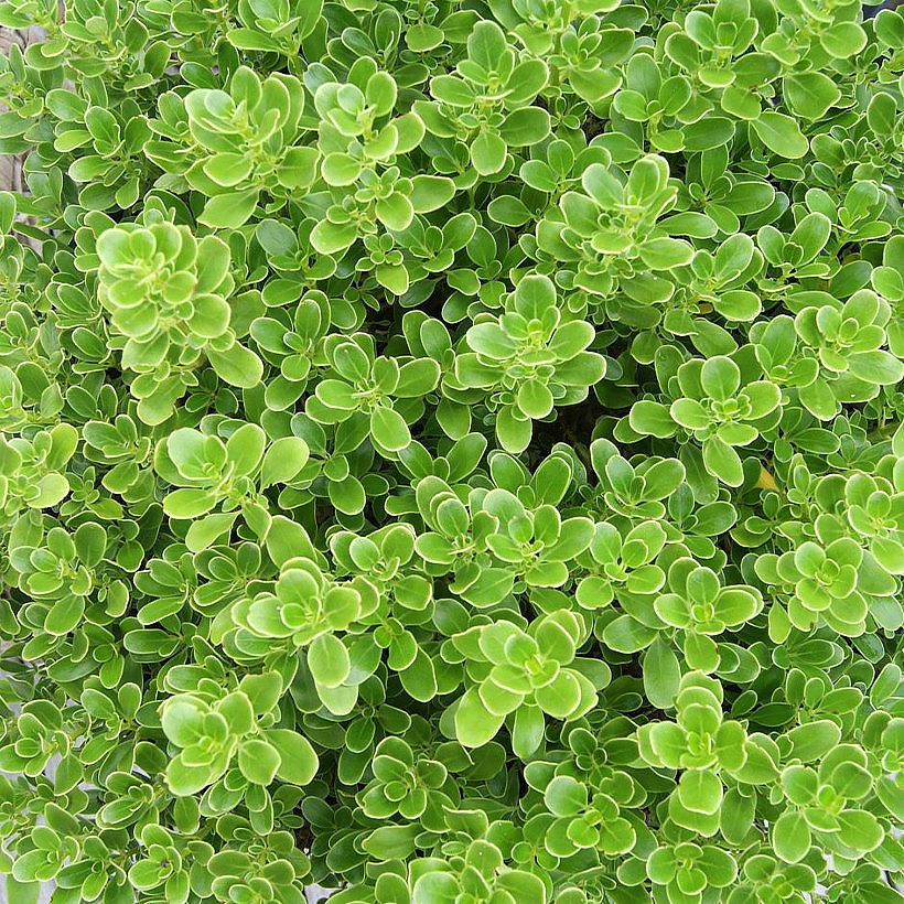 Koprosmy -coprosma