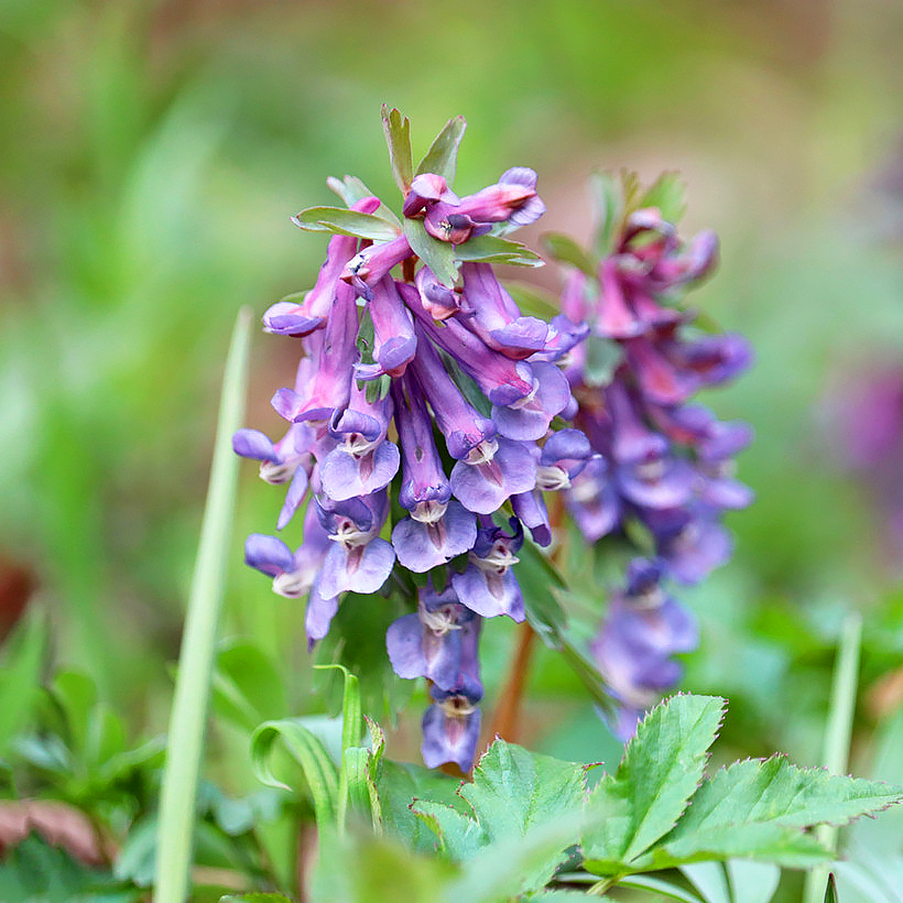 Kokorycze bulwiaste - Corydalis