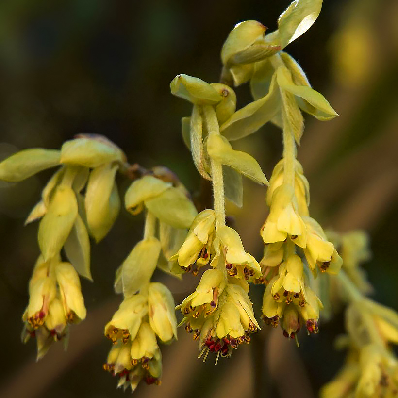 Leszczynowce - Corylopsis