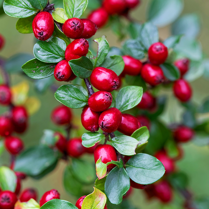 Irgi - Cotoneaster