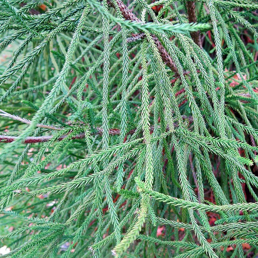 Szydlice - Cryptomeria