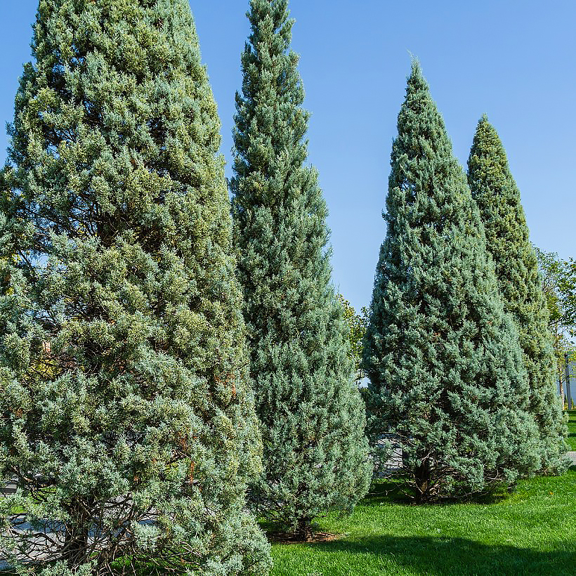 Cyprysy - Cupressus