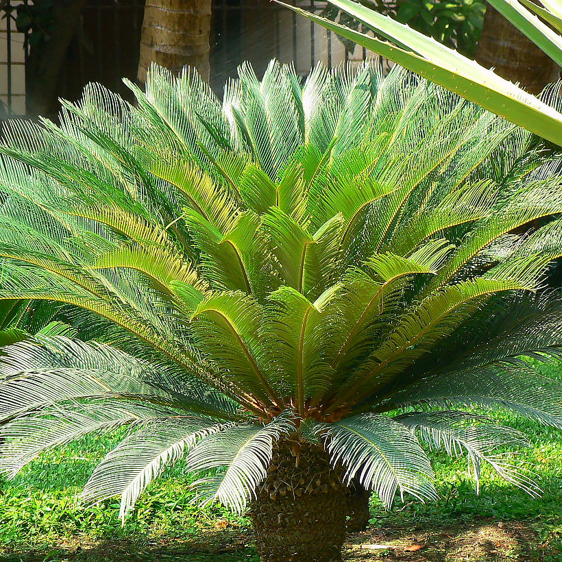 Sagowce - Cycas