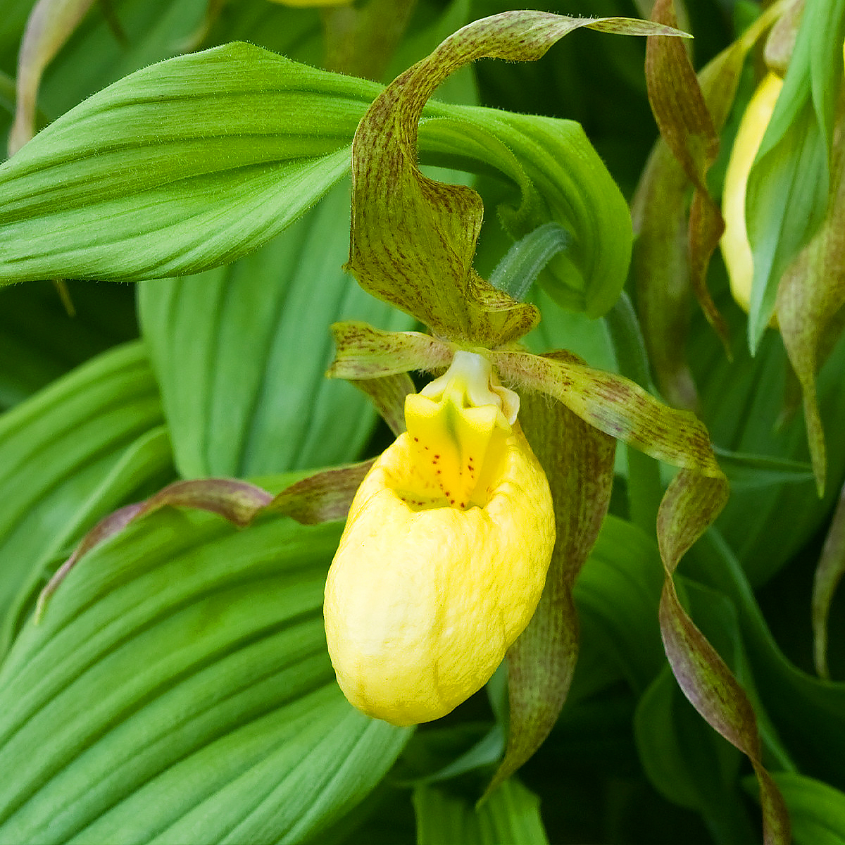 Obuwiki - Cypripedium