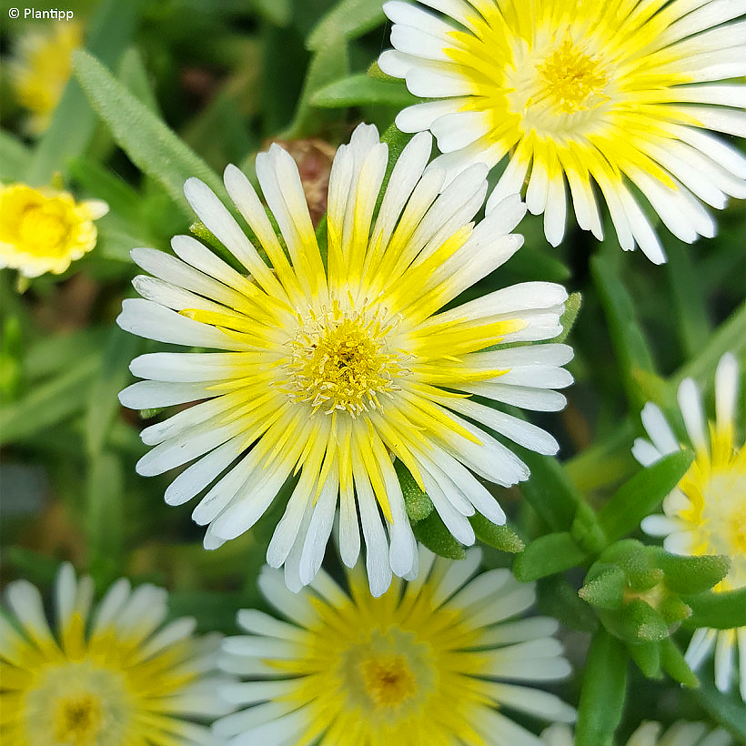 Przypołudniki - Delosperma