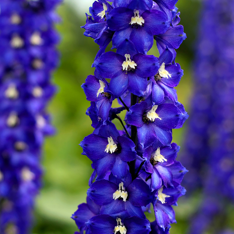 Ostróżki - Delphinium