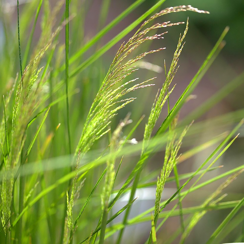 Śmiałki - Deschampsia
