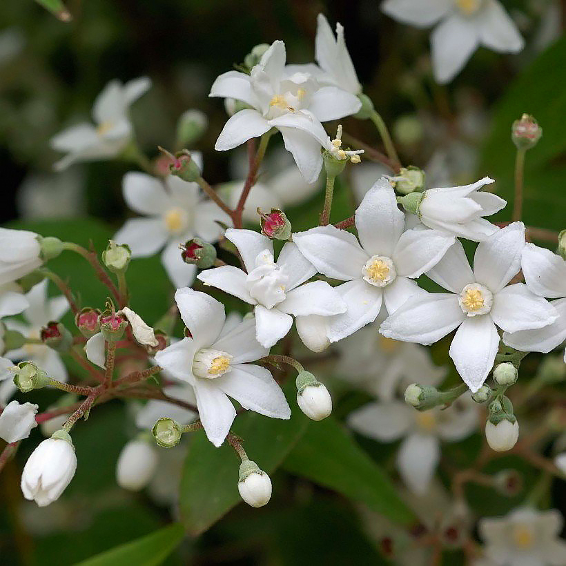 Żylistki - Deutzia
