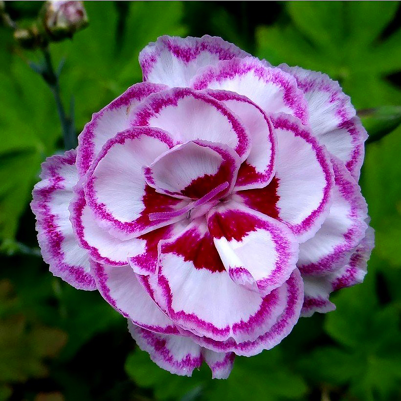 Goździki - Dianthus