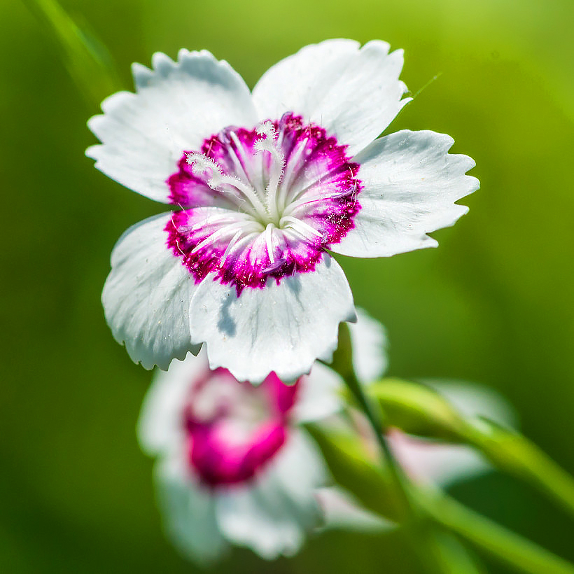 Nasiona goździków - Dianthus