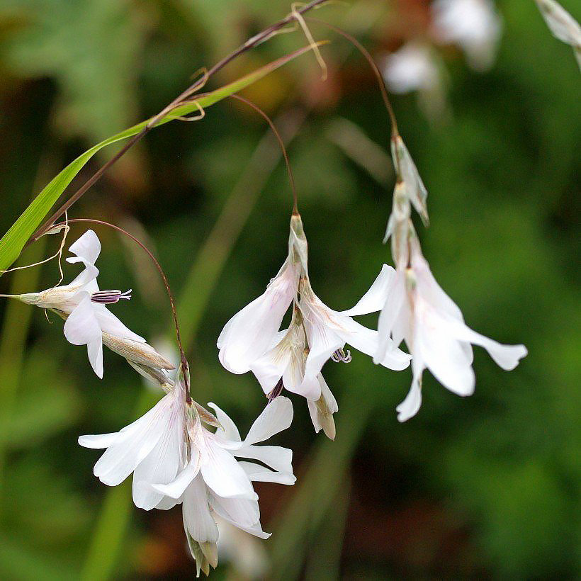Dieramy - Dierama