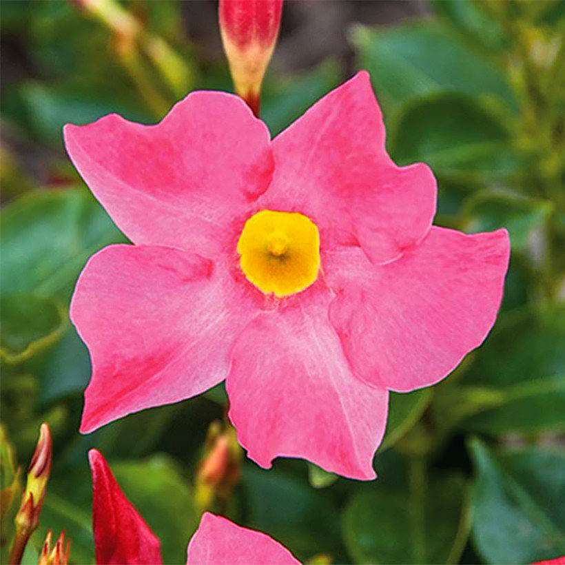 Mandewile - Mandevilla