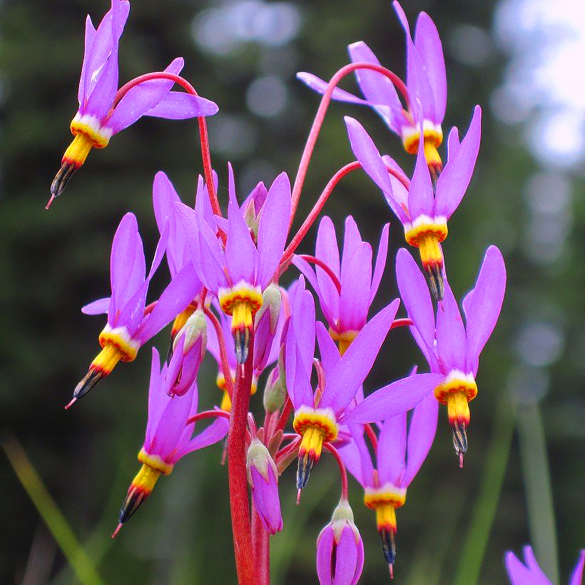 Bożykwiaty - Dodecatheon