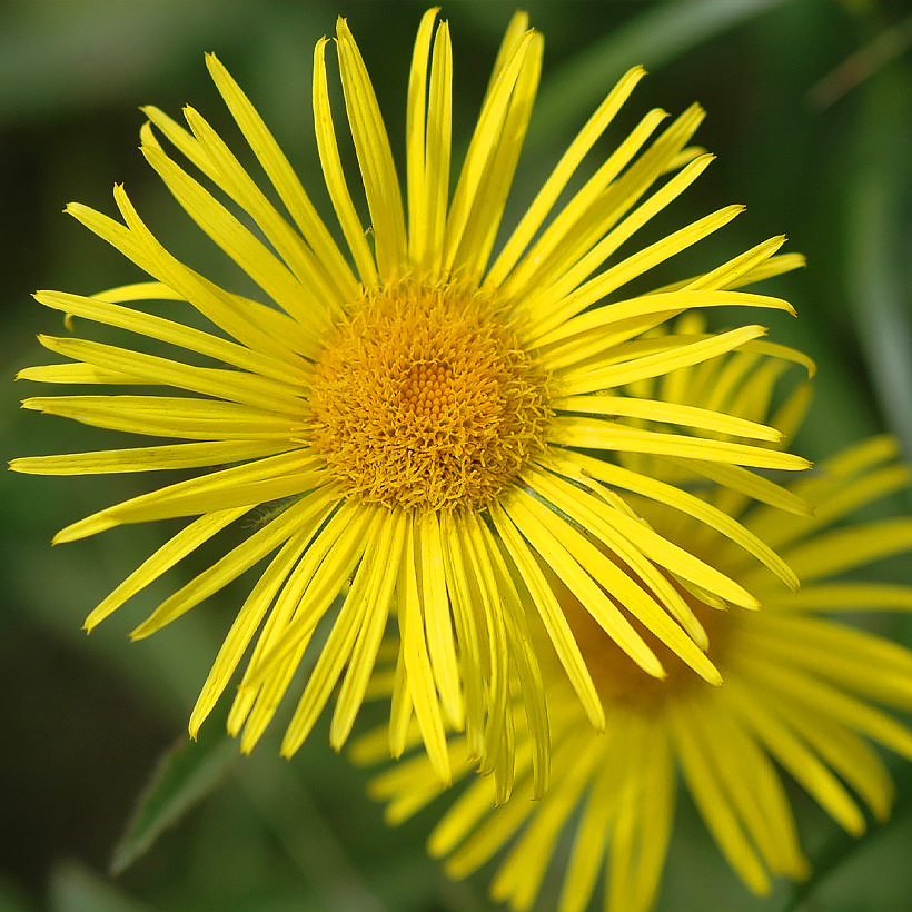 Omiegi - Doronicum