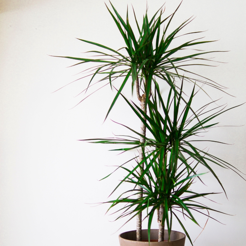 Dracena