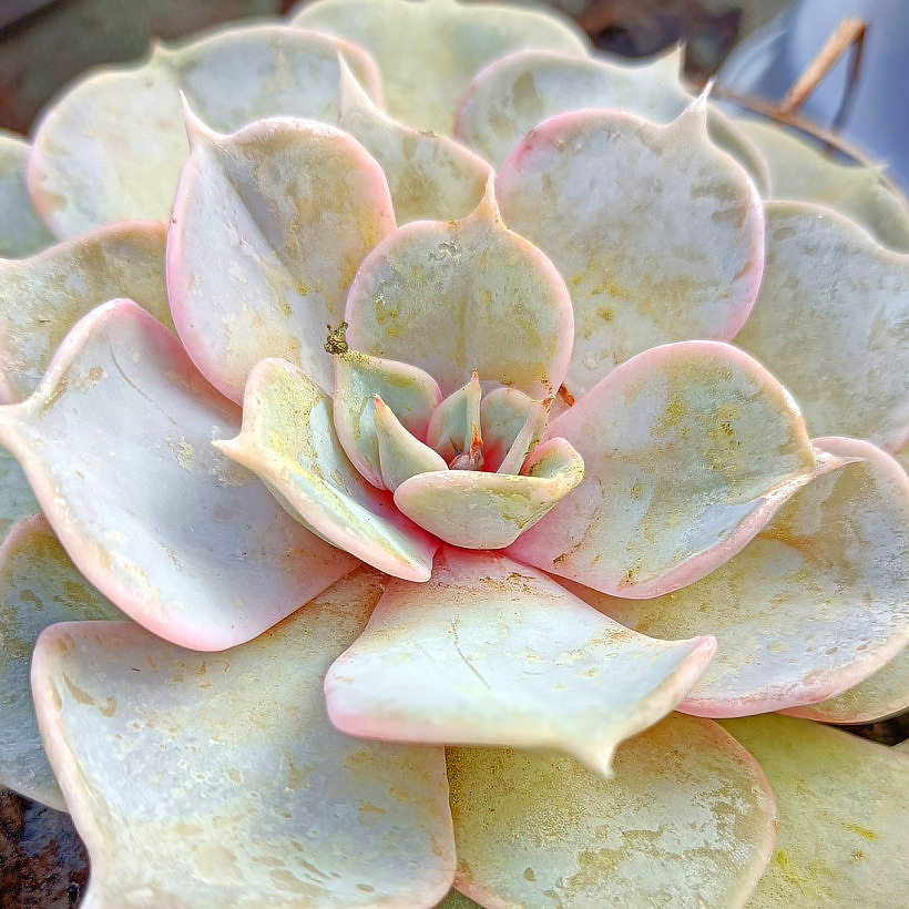 Eszewerie - Echeveria
