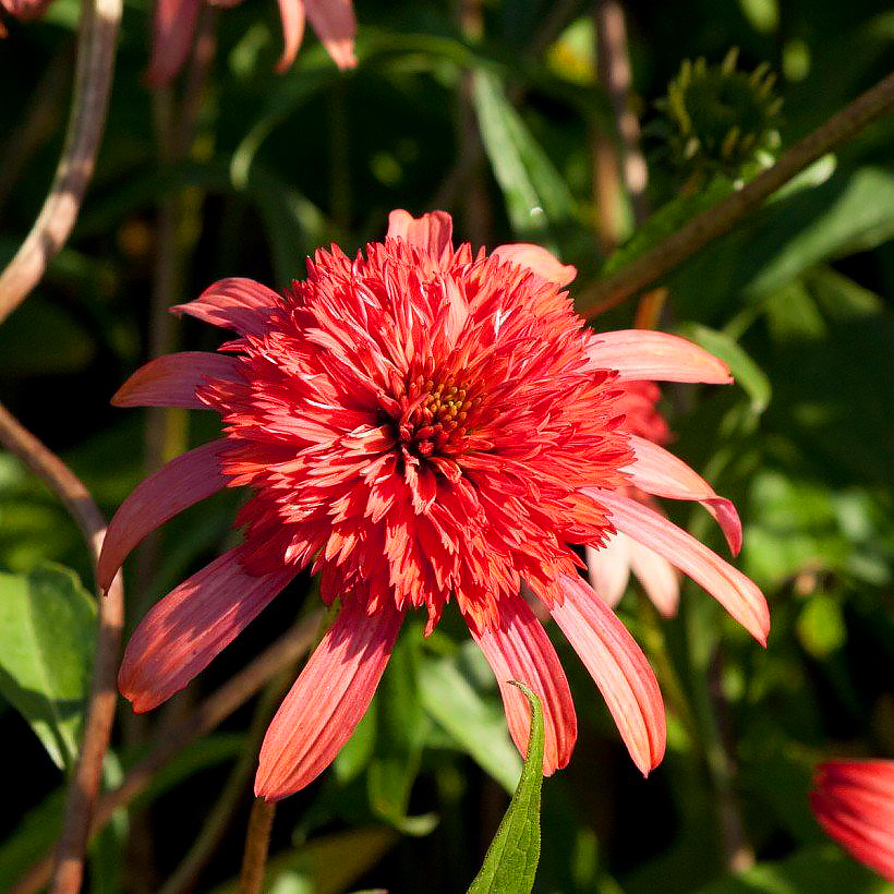 Jeżówki - Echinacea