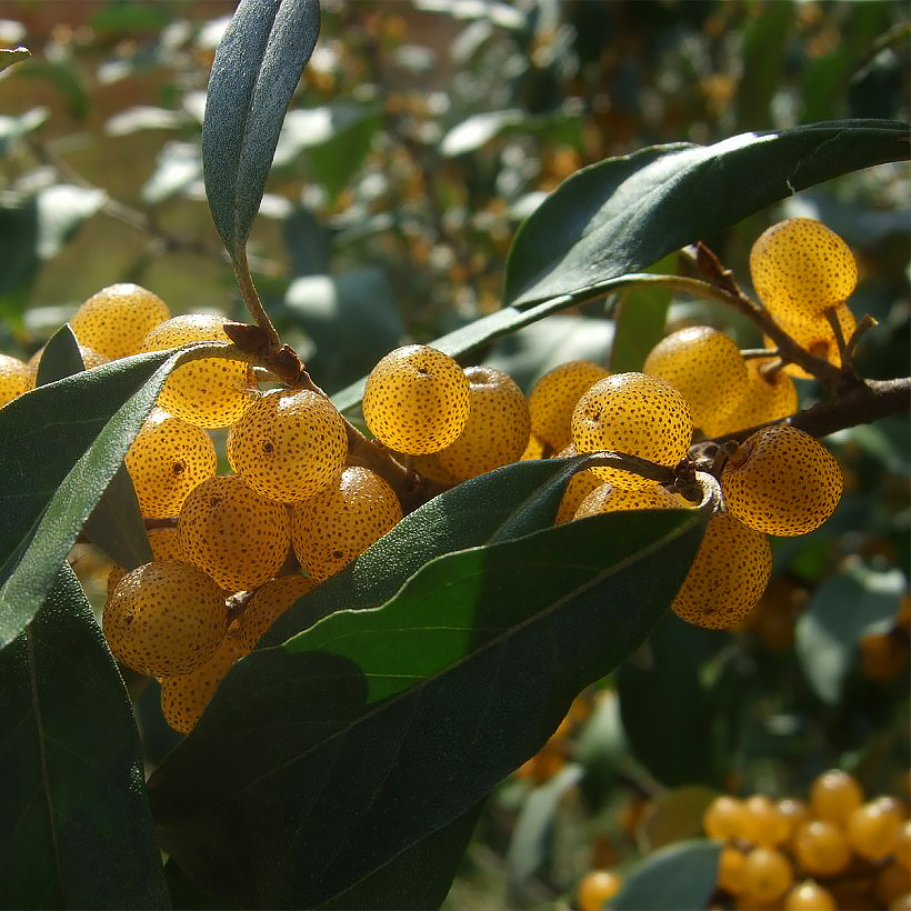 Oliwniki - Elaeagnus