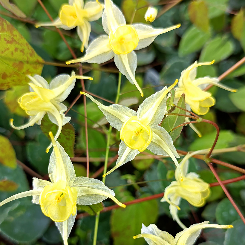 Epimedia - Epimedium